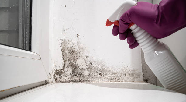 Best Water damage cleanup near me  in Fox River Grove, IL